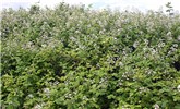 Infestation Rubus armeniacus (Himalayan blackberry); infestation, showing flowers and foliage. Oregon, USA.