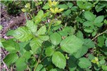 Foliage and canes Rubus armeniacus (Himalayan blackberry); foliage and canes. Georgia, USA.