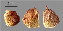 Seeds Rubus armeniacus (Himalayan blackberry); seeds from fruits. Note scale. USA.