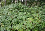 Infestation Rubus armeniacus (Himalayan blackberry); infestation. USA.