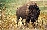 Adult Bos bison (American bison); bull, on American plains. USA.