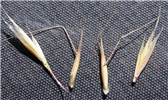 Glumes Ventenata dubia (North Africa grass); seeds. The distinctly ribbed glumes and two florets per spikelet, where the upper is long-awned and disarticulates, are distinctive of this species. Bozeman, Montana, USA. September, 2008.