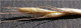Glumes Ventenata dubia (North Africa grass); seeds. The distinctly ribbed glumes and two florets per spikelet, where the upper is long-awned and disarticulates, are distinctive of this species. Bozeman, Montana, USA. September, 2008.