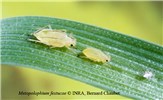 Nymphs Metopolophium festucae (fescue aphid); nymphs on leaf.