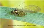 Adult Metopolophium festucae (fescue aphid); adult, alate, on leaf. Note appearance; yellowish green with dark bands on the abdomen.