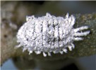 Adult Phenacoccus solenopsis (cotton mealybug); live adult on seepweed (Suaeda sp.). Brawley, California, USA. April, 1985.