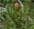 Flowering habit Indigofera trita subsp. scabra (Asian Indigo); flowering habit. Florida, USA.