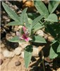 Flowers and leaves Indigofera trita (Asian indigo): flowers and leaves.