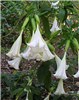 Habit Brugmansia suaveolens (white angel's trumpet); habit, cultivated. Fairchild Tropical Botanic Garden, Miami, Florida, USA. February, 2012.