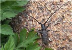Adult Monochamus sutor (small white-marmorated longicorn); adult male. September, 2008. Austria.