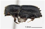 Adult Ips subelongatus (larch bark beetle); adult. Museum set specimen. Collecting location Russia, Primorskiy Krai.