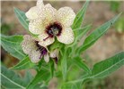 Flowers Hyoscyamus niger (black henbane); flowers. Czech Republic.