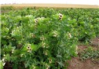 Habit Hyoscyamus niger (black henbane); flowering habit. Czech Republic.