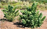Habit Hyoscyamus niger (black henbane); flowering habit. USA.