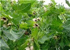 Foliage and flowers Hyoscyamus niger (black henbane); foliage and flowers. Czech Republic.