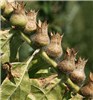 Seed capsules Hyoscyamus niger (black henbane); ripe seed capsules. Látó-hegy, Kunadacs, Hungary.