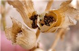 Seed capsules Hyoscyamus niger (black henbane); ripe seed capsules. Czech Republic.