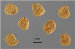 Seeds Hyoscyamus niger (black henbane); seeds. USA.