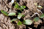 Seedlings Hyoscyamus niger (black henbane); seedlings. Czech Republic.