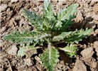 Young plant Hyoscyamus niger (black henbane); young plant. Czech Republic.