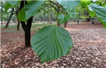 Leaf Reutealis trisperma (Philippine tung); leaf. Cubbon Park, Bangalore, India. May, 2014.