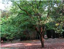 Habit Reutealis trisperma (Philippine tung); habit. Cubbon Park, Bangalore, India. May, 2014.