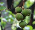 Fruit cluster Reutealis trisperma (Philippine tung); fruit cluster. Cubbon Park, Bangalore, India. May, 2014.