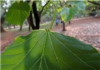 Leaf Reutealis trisperma (Philippine tung); close view of leaf. Cubbon Park, Bangalore, India. May, 2014.