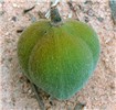 Single fruit Reutealis trisperma (Philippine tung); close view of single fruit. Cubbon Park, Bangalore, India. May, 2014