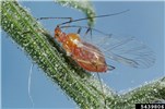 Adult Macrosiphum euphorbiae (potato aphid); adult, alate, on garden tomato (Solanum lycopersicum). Lakewood, Colorado, USA.