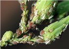 Infestation Macrosiphum euphorbiae (potato aphid); infestation on lettuce (Lactuca sativa). Colony of mixed morphs present on lettuce buds, during early autumn. USA.