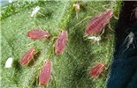 Mixed life stages Macrosiphum euphorbiae (potato aphid); mixed life stages on garden tomato leaf (Solanum lycopersicum). Lakewood, Colorado, USA.