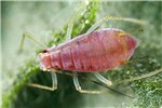 Apterous stage Macrosiphum euphorbiae (potato aphid); apterous stage, on garden tomato (Solanum lycopersicum). Lakewood, Colorado, USA.