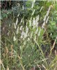 Habit Phleum pratense (timothy grass); habit. The stamens protruding from each flower render a distinctive 'fuzzy' appearance to the inflorescence spike. Bozeman, Montana, USA. July, 2009.