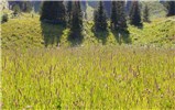 Habit Phleum pratense (timothy grass); habit. This introduced species forms dense stands especially in open dry areas in the montane forest zone.
Gallatin, Montana, USA. August, 2009.