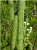 Inflorescences Phleum pratense (timothy grass); inflorescences. The tight cylindrical arrangement of spikelets, combined with the short stout awns arising from each of the glume tips is diagnostic. Gallatin, Montana, USA. July, 2009.