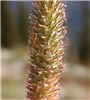 Awns Phleum pratense (timothy grass); the stout awns from the glume tip renders a bristly flowering head.Bozeman, Montana, USA. September, 2009.