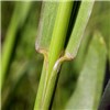 Ligule Phleum pratense (timothy grass); The well developed ligule is conspicuous from most angles. Gallatin, Montana, USA. June, 2005.