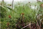 Habit Cyperus papyrus (papyrus); habit.