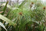 Habit Cyperus papyrus (papyrus); habit.