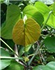 Leaves Hibiscus tiliaceus (coast cottonwood); leaves. West Beach Sand Island, Midway Atoll, Hawaii, USA. June 08, 2008