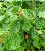 Leaves Hibiscus tiliaceus (coast cottonwood); leaves, some showing 'cupping'. Bart Hill Sand Island, Midway Atoll, Hawaii, USA. March, 2015.