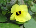 Flower Hibiscus tiliaceus (coast cottonwood); yellow flower and foliage. John Prince Park Lake Worth, Florida, USA. September, 2009.