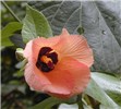 Flower Hibiscus tiliaceus (coast cottonwood); orange flower and foliage. Wahinepee, Maui, Hawaii, USA. August, 2002.