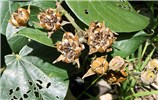 Seedpods Hibiscus tiliaceus (coast cottonwood); foliage and seedpods. Wailua, Maui, Hawaii, USA. September, 2014.