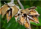Seedpods Hibiscus tiliaceus (coast cottonwood); close view of seedpods. Wailua, Maui, Hawaii, USA. October, 2005.