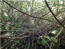 Habit Hibiscus tiliaceus (coast cottonwood); habit. Dense thicket. Wailua, Maui, Hawaii, USA. September, 2014.