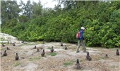 Invasive habit Hibiscus tiliaceus (coast cottonwood); invasive habit. Forest Starr and Laysan albatross chicks. Bart Hill Sand Island, Midway Atoll, Hawaii, USA. March, 2015.
