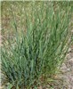 Habit and spikes Agropyron cristatum (crested wheatgrass); habit and spikes. USA.