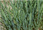 Habit and spikes Agropyron cristatum (crested wheatgrass); habit and spikes. USA.